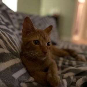 Meet your Posher, Nathan